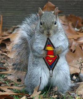 超级松鼠.BBC.Natural.World.2018.The.Super.Squirrels.HD1080P.AAC.x264.English.CHS-ENG.BTDX8.torrent