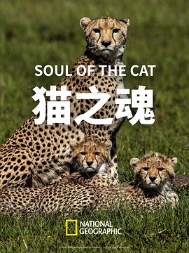 猫之魂[中文字幕].2017.2160p.WEB-DL.H265.AAC-PandaQT.torrent